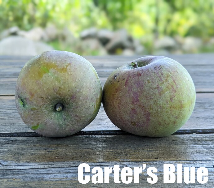 Carter's Blue_2025