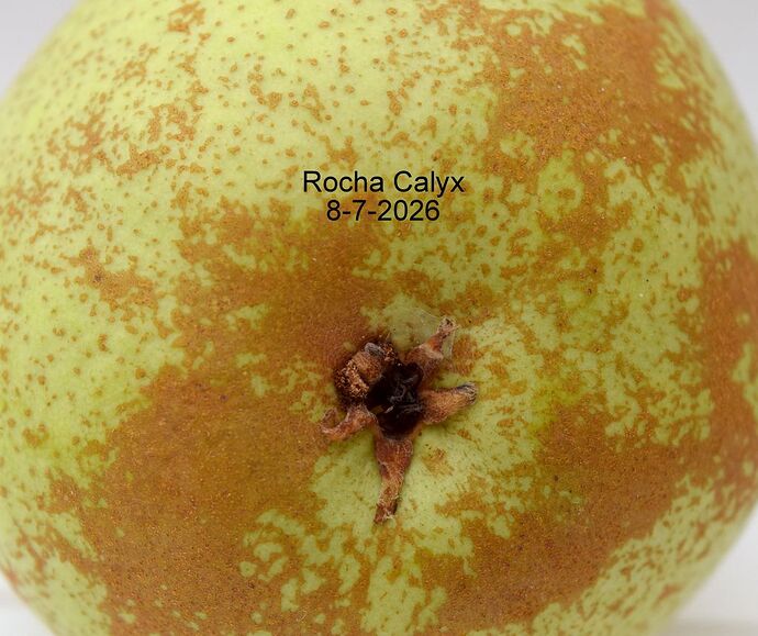 Rocha Calyx 8-7-202RS6