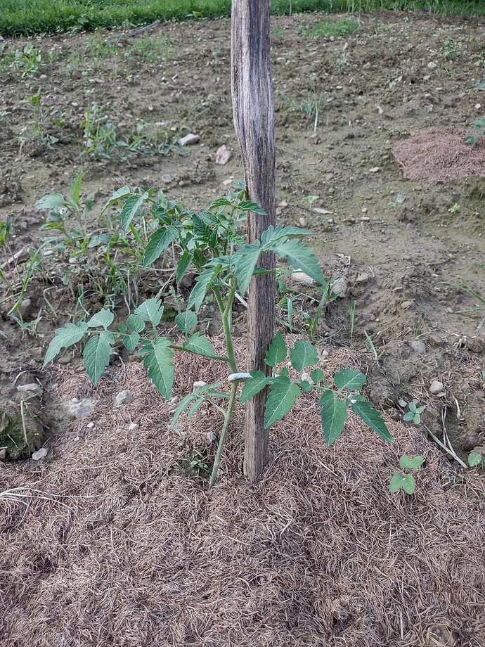 IMG_20250722_195243067_HDR