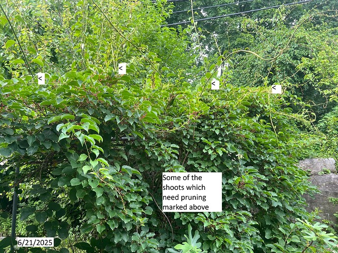 Shoots_to_prune_06-21-2025