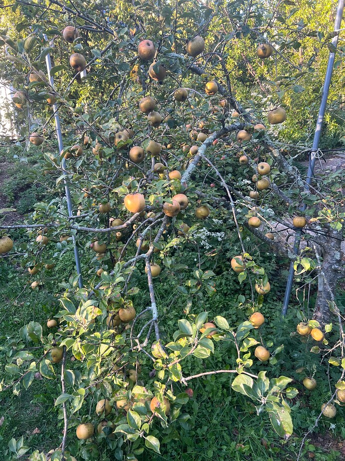 Golden_Russet_09-21-2025