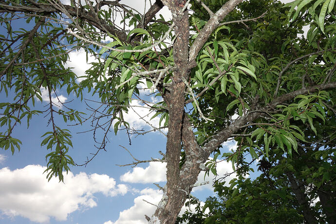 old Blushingstar white peach tree not producing (3)