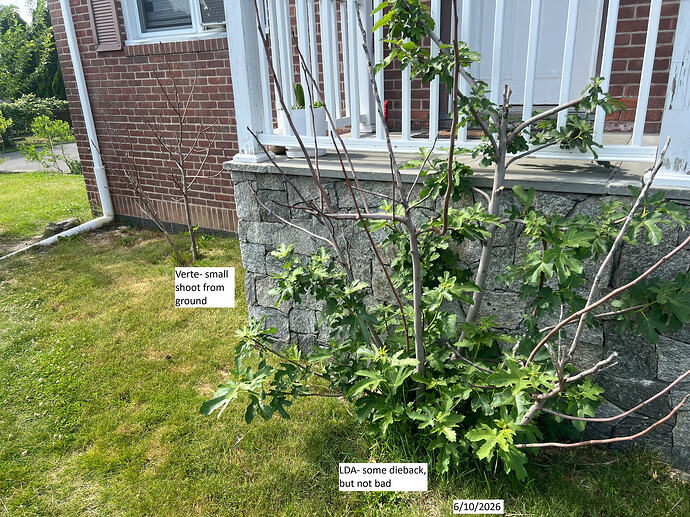 Fig_ma_06-10-2026