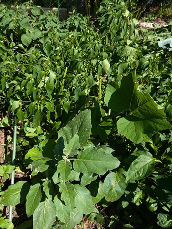 PXL_20250724_213925148