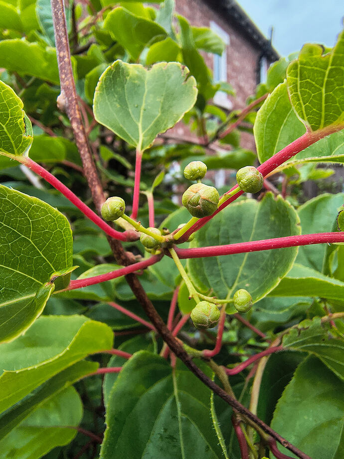 IMG_20260519_192320993_HDR