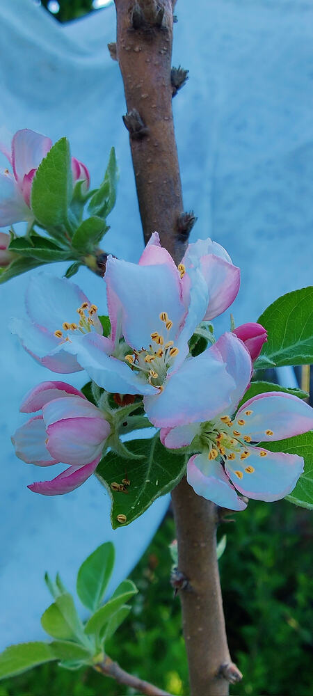 IMG_20260325_0840371