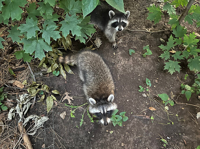 young visitors to the chicken coop 6-30-25