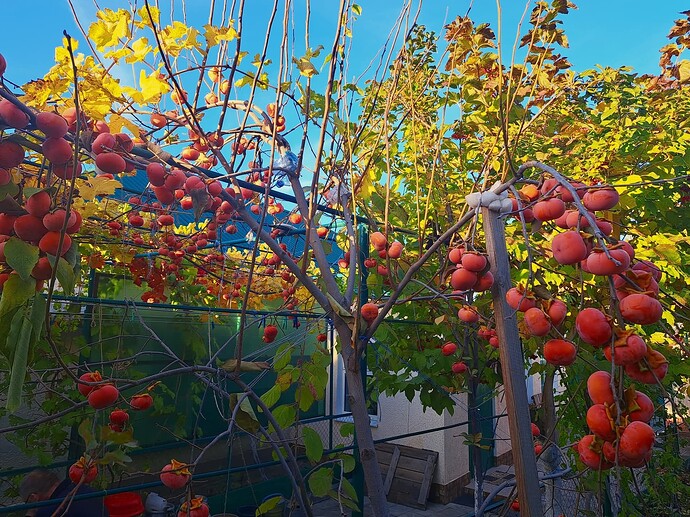 FB_IMG_1762528531951