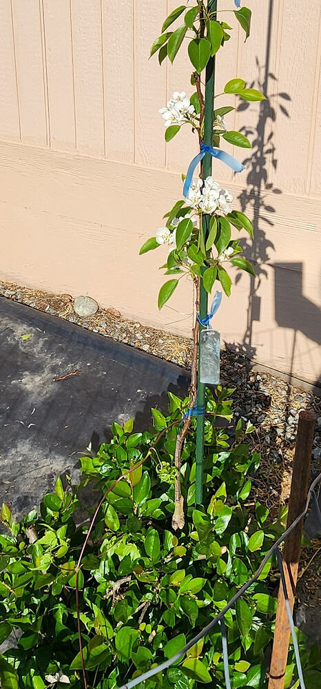 pear on cotoneaster