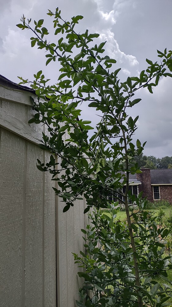 IMG_20250702_120217447_HDR