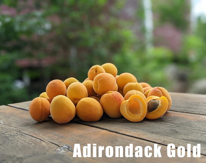 Adirondack Gold_2025