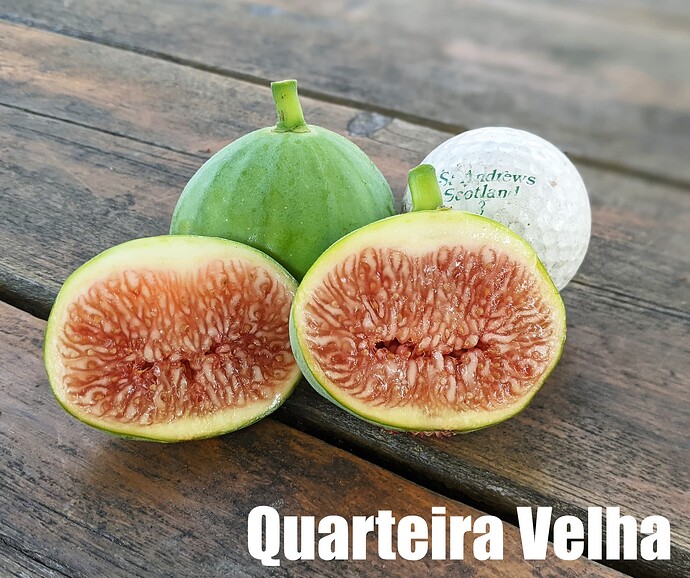 Quarteira Velha_2025