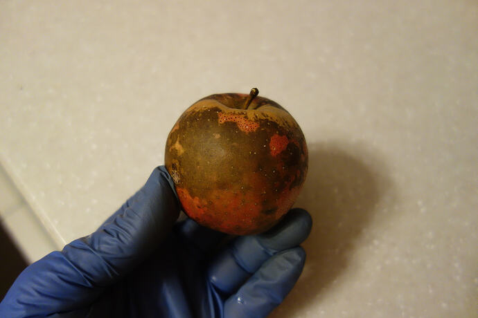 Rustbelt beauty apple (1)