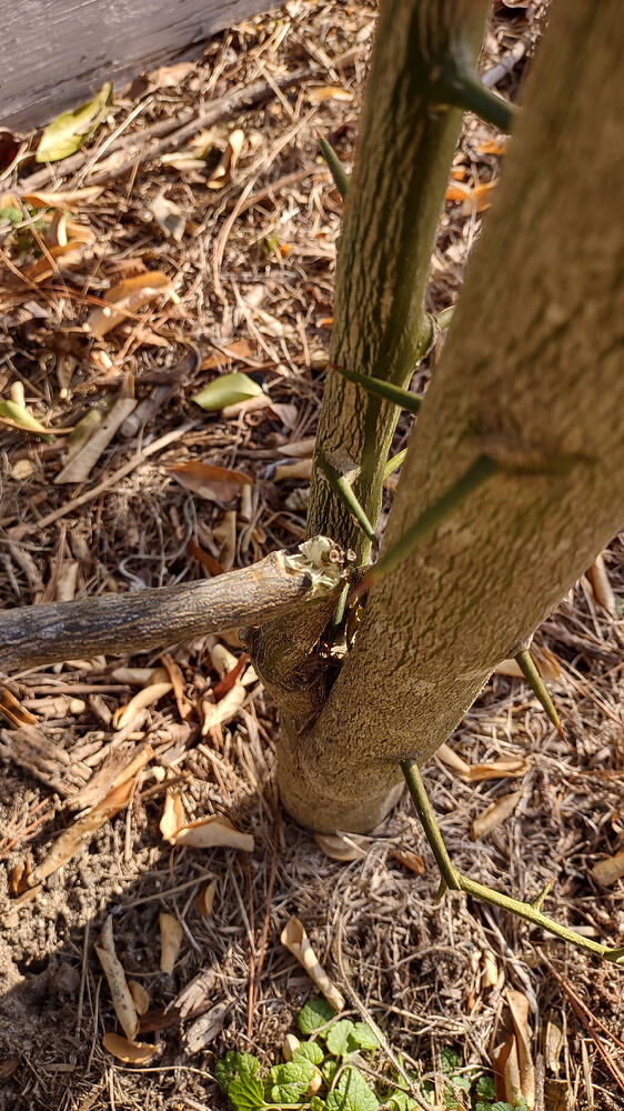 IMG_20260128_094547316_HDR