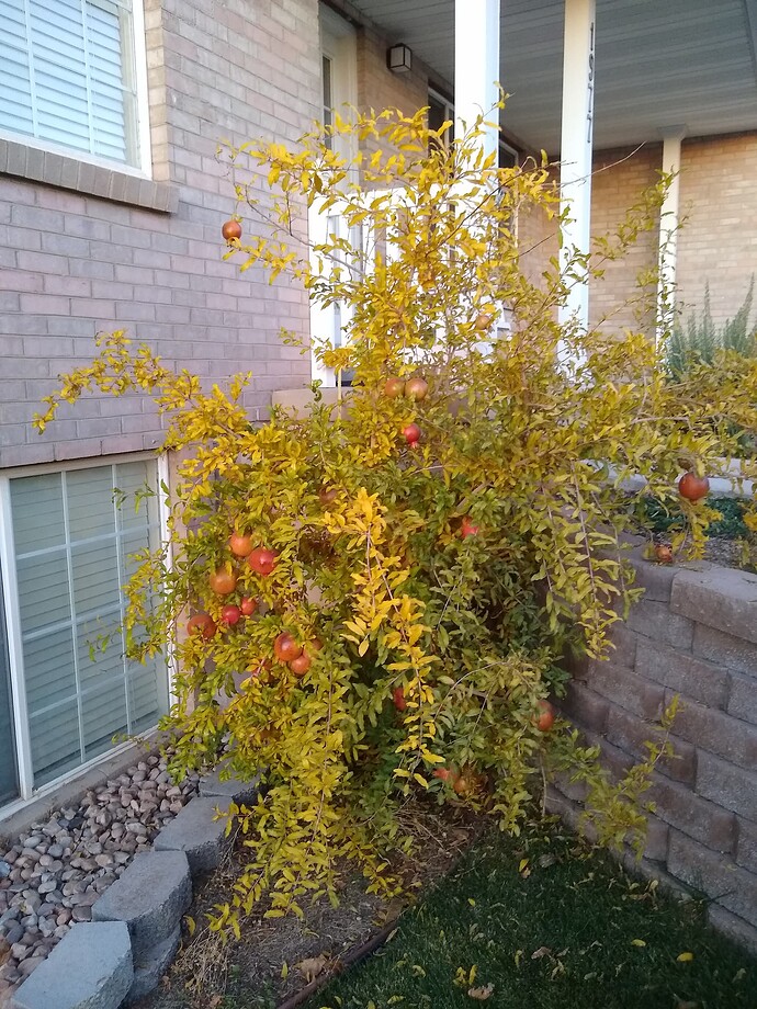 IMG_20251104_172737590