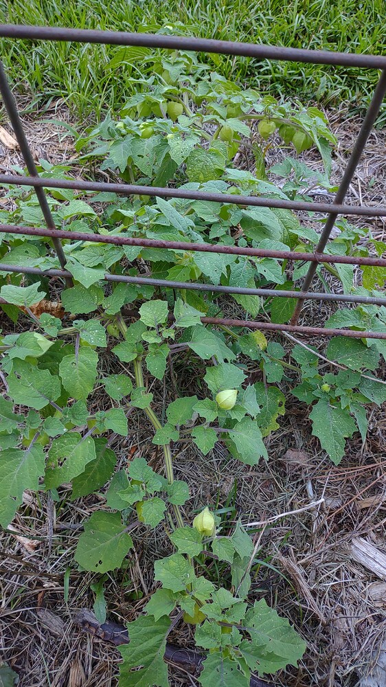 IMG_20250728_183752850