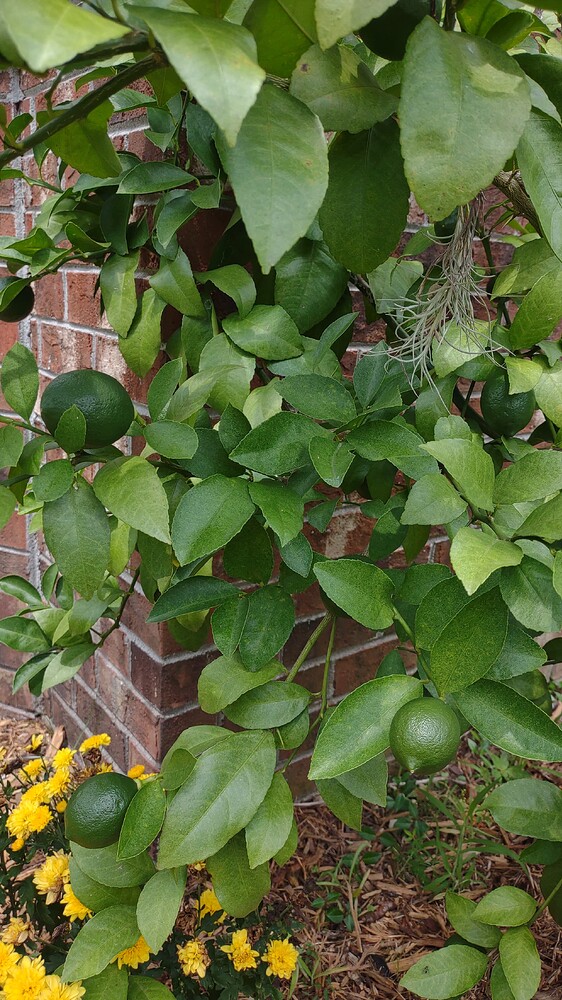 IMG_20250702_115928048