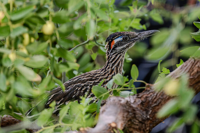 roadrunner