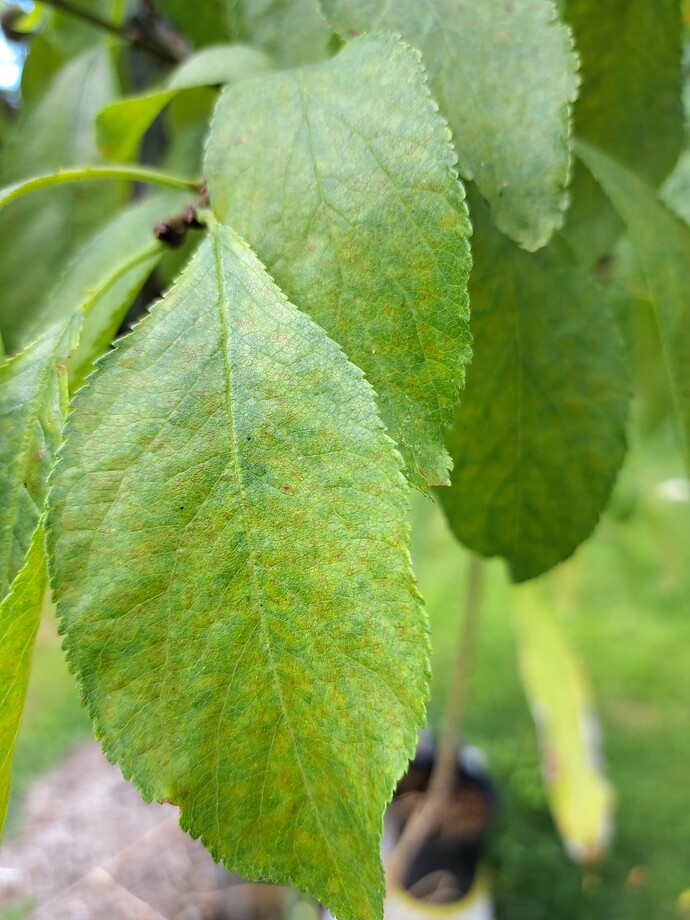 20250731_124056Prune Plum2