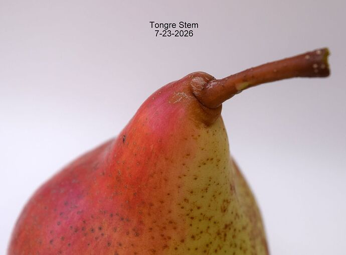 TongreStem7-23-2026RS