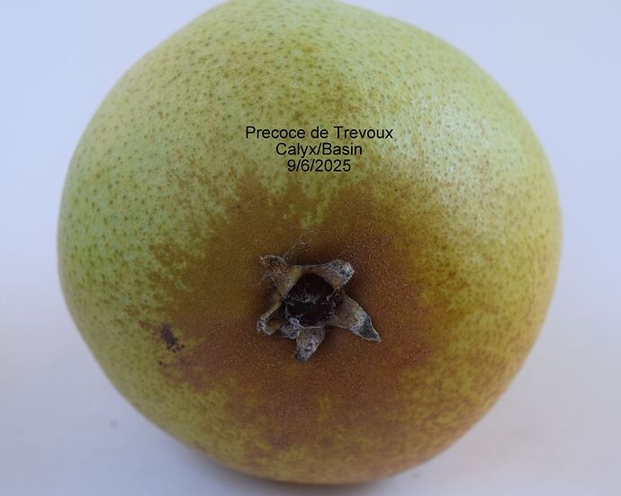 Precoce de TrevouxCalyx9-6-2025RS