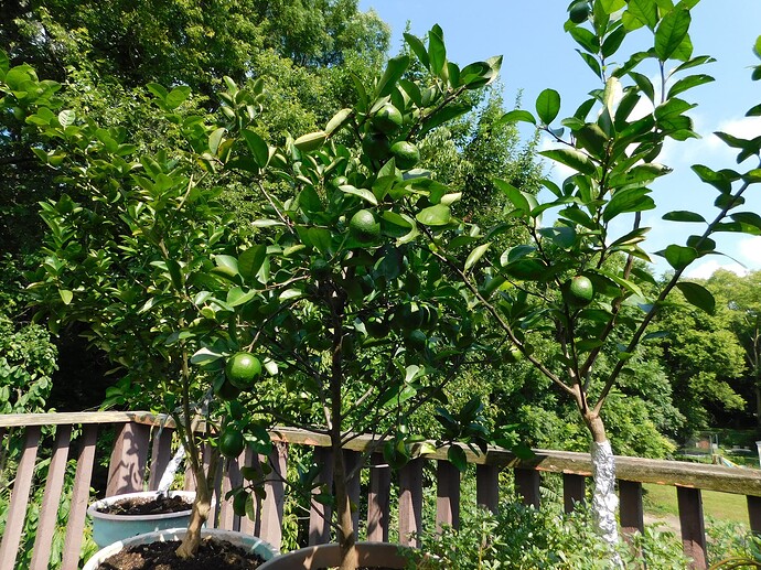 New Zealand lemonade