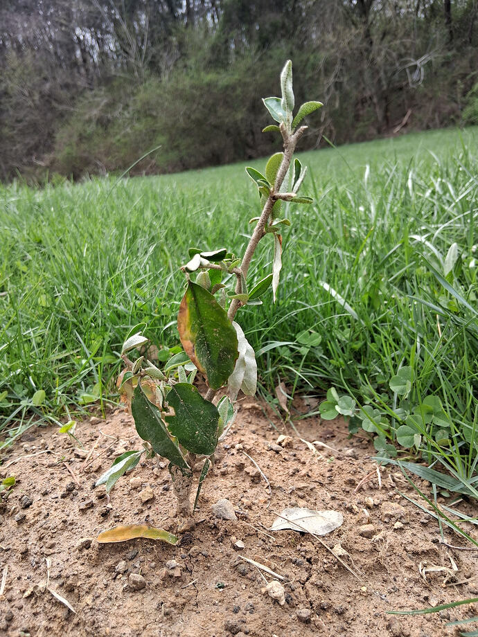 GoumiEvergreen