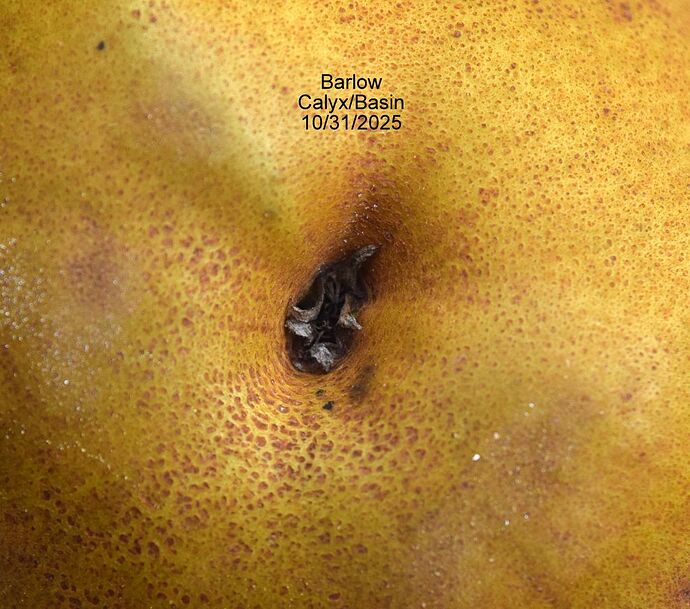 Barlow Calyx 10-31-2025RS