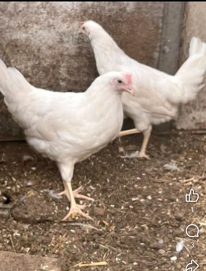 Screenshot_20260301_165548_Facebook