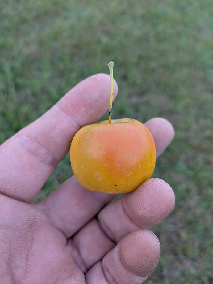 Butterball side view