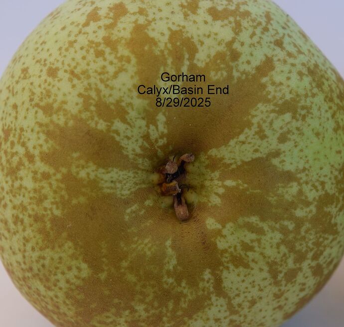 Gorham Calyx 8-29-2025RS