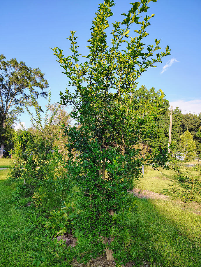 IMG_20260902_175504894_HDR_AE
