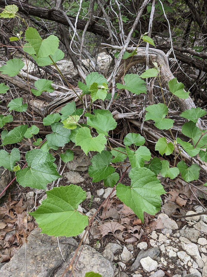 PXL_20230414_154618300