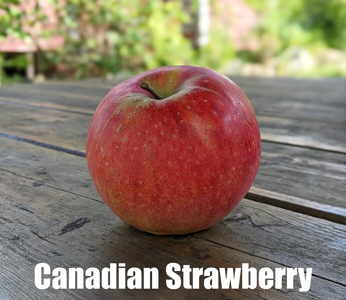 Canadian Strawberry_2025