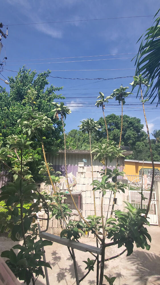 VideoCapture_20260616-000051