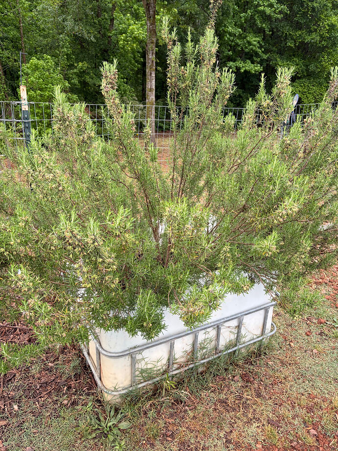 rosemary