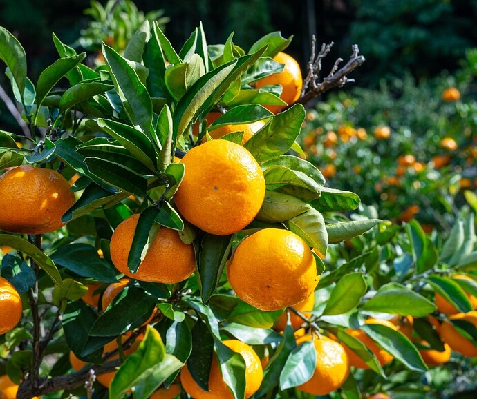 Brown Select Satsuma tree full of ripe, bright orange fruits of large size