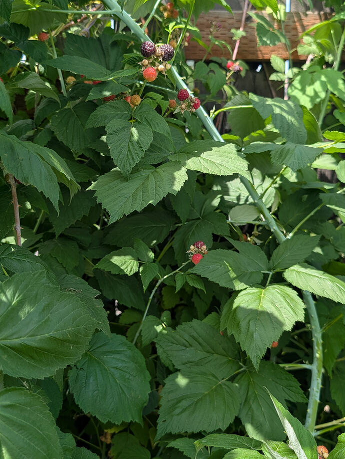PXL_20260624_190231081