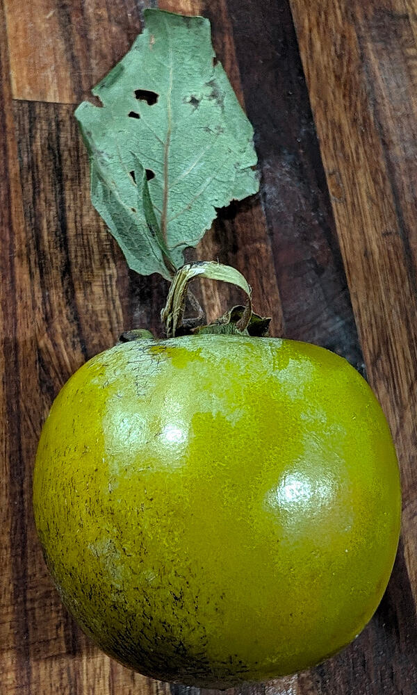Green Unripe Sosnovskaya Persimmon
