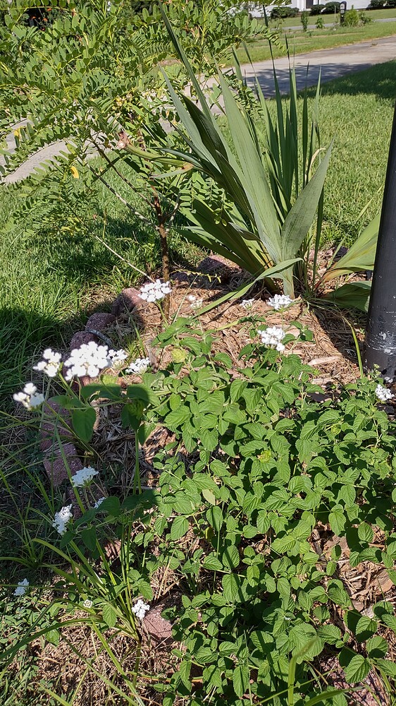 IMG_20250718_170935488_HDR