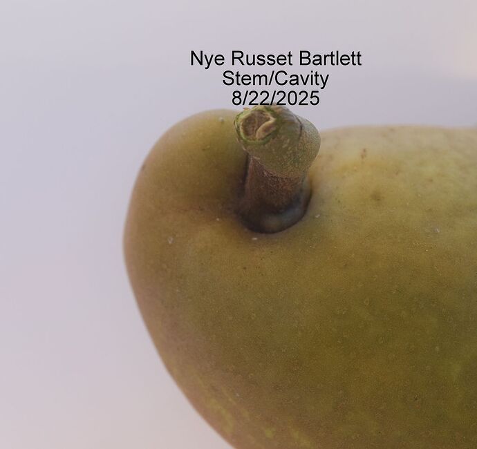 NYE RUSSET BARTLETT STEM-CAVITY 8-26-2025RS