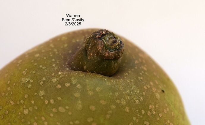 Warren Stem 2  9-8-2025RS
