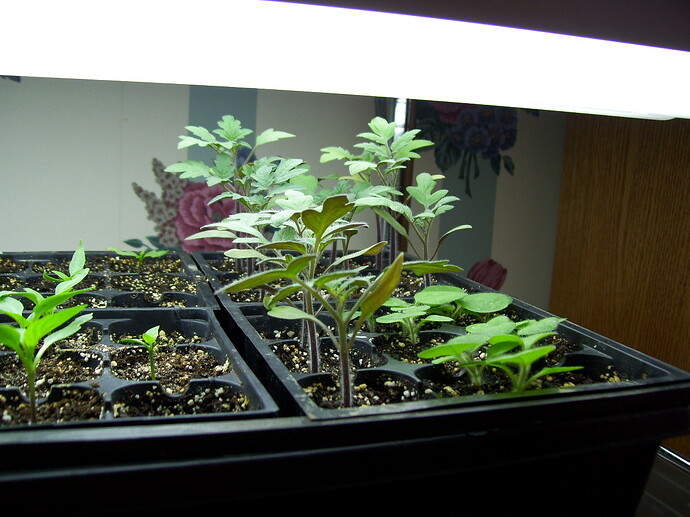indoor sprouts 2008-2009 (6)