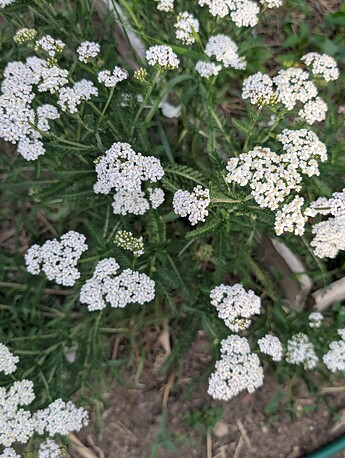 PXL_20250617_014623754
