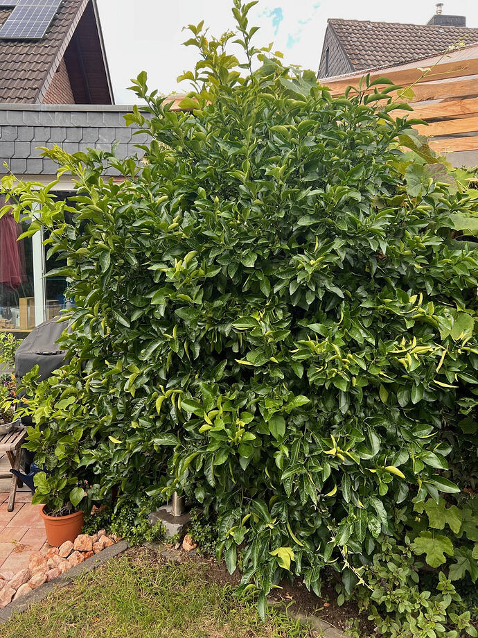 Nr. 82 Citrumelo Tree