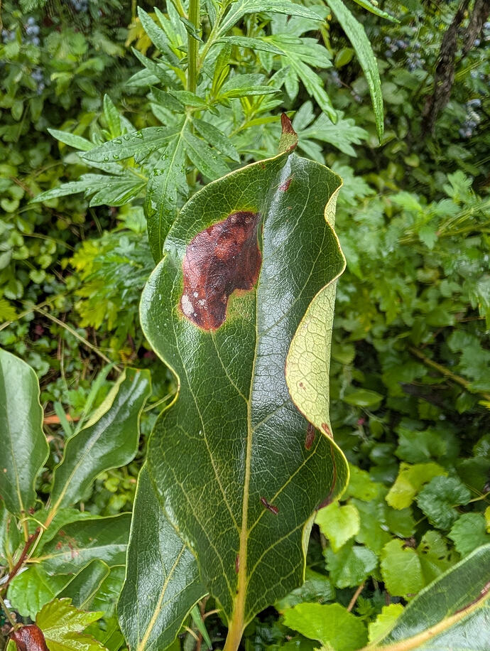 leaf spot