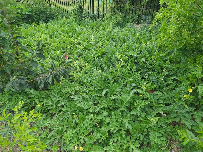 17545895496132269883940896044442