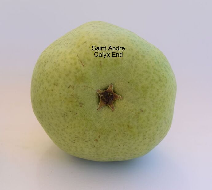 Saint Andre Calyx 8-19-5025RS