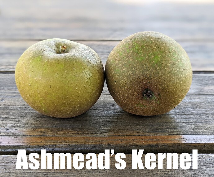 Ashmead's Kernel_2025
