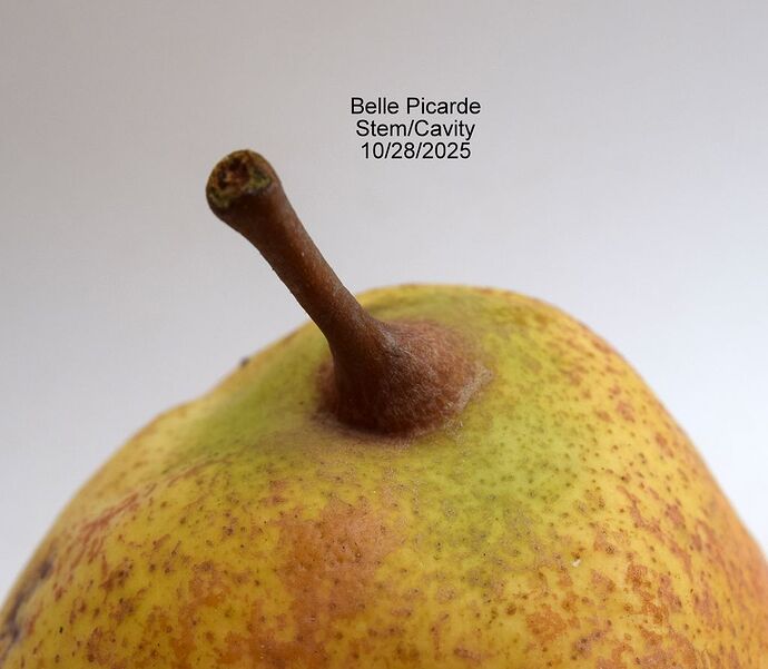 Belle Picarde Stem 10-28-2025RS